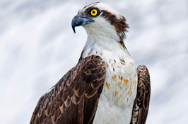 Osprey