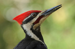 The Coop Cabin Pileated Woodpecker