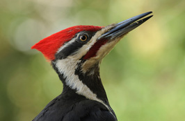 The Coop Cabin Pileated Woodpecker