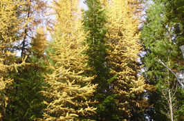 The Coop Cabin Trees