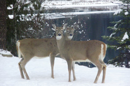 The Coop Cabin Twin Deer