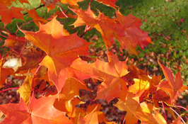 The Coop Cabin Autumn Leaves