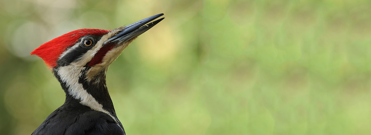 Pileated Woodpecker